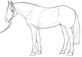 Stock Horse Lineart set