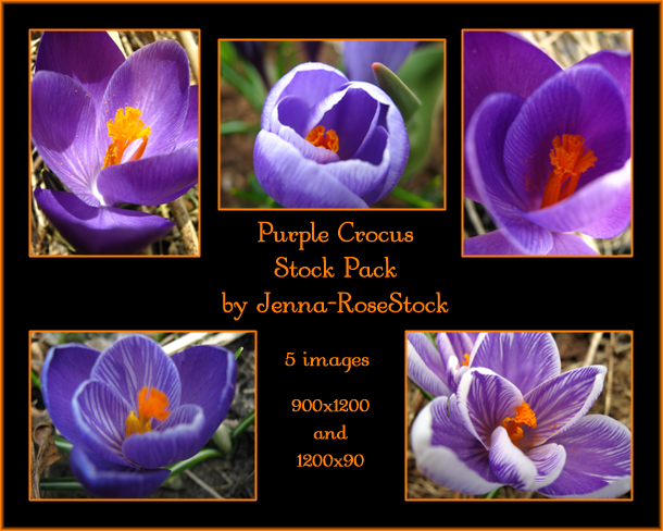 Purple Crocus Pack