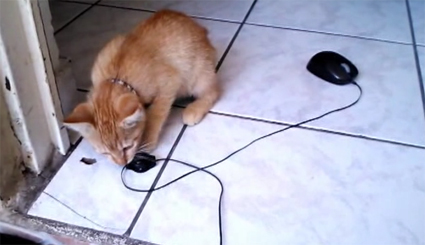 Cat vs Mouse