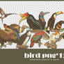 Bird png pack #01