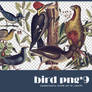 Bird png pack #03