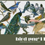 Bird png pack #04
