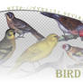 Bird png pack #05