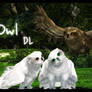 Owl model DL