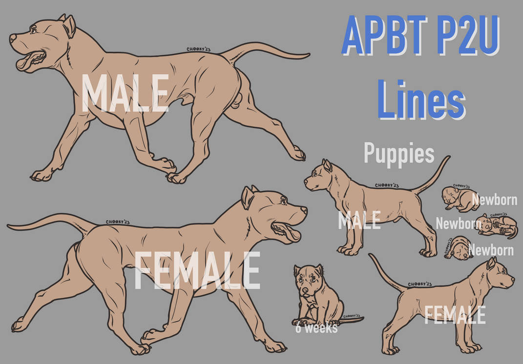 Apbt Lines | P2U by Ch00ky on DeviantArt
