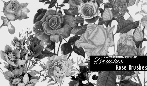 Brushes - Roses