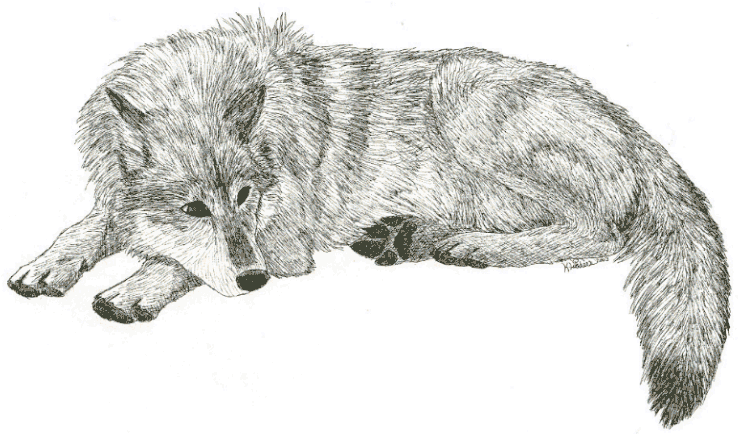 ink wolf by staccato