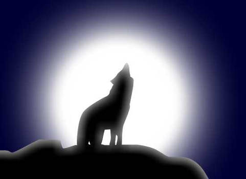 The Gray Wolf --Canis Lupus--