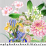 6 png flowers