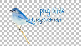 bird png