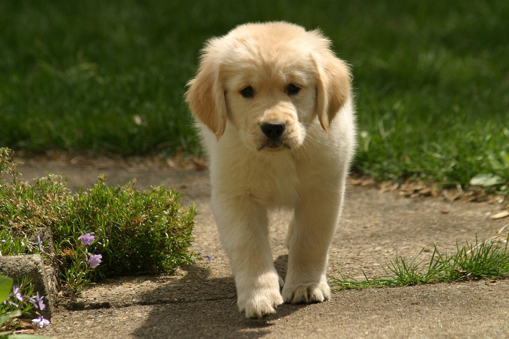 Miniature Golden Retriever By Balinga2013 On Deviantart