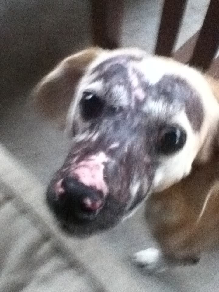 cancer dog pica cancer dog pica