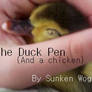 The Duck Pen -and a chicken-.