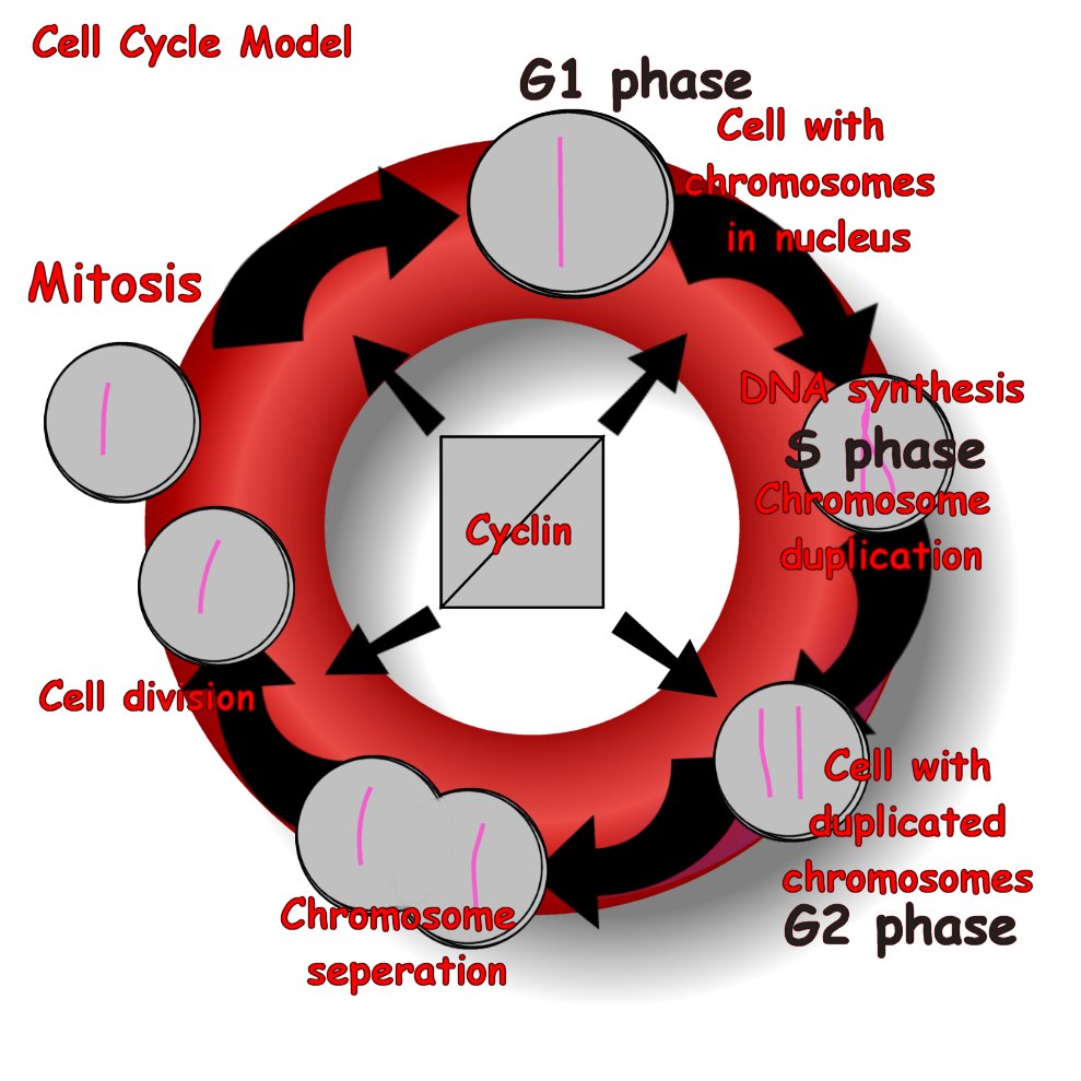 cell cycle model by Permisane on DeviantArt Biology Diagrams