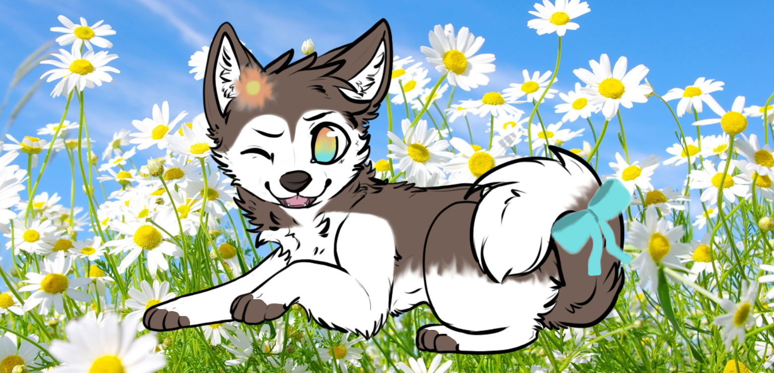 Husky adoptable :) (CLOSED)