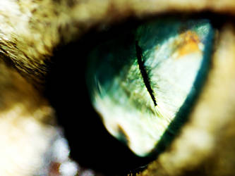 Cat's Eyes