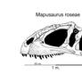 Mapusaurus holotype skull