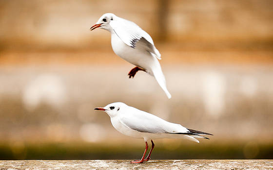 seagulls also play leapfrog