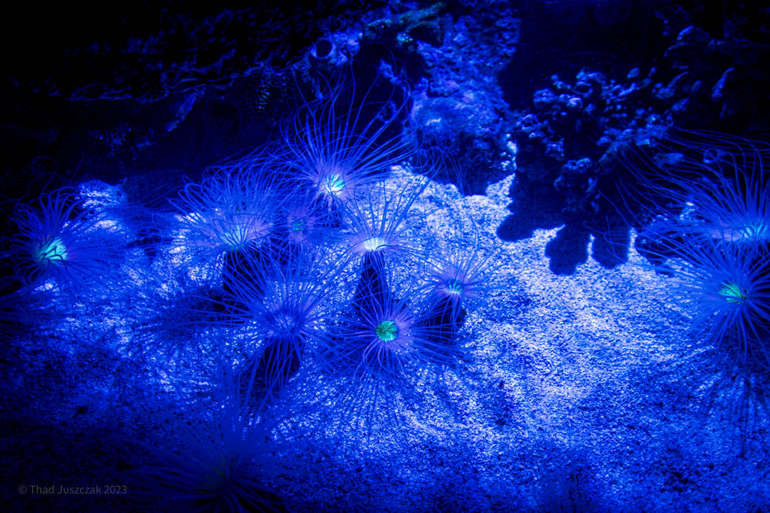 Deep Blue Ocean by Yamoneta on DeviantArt