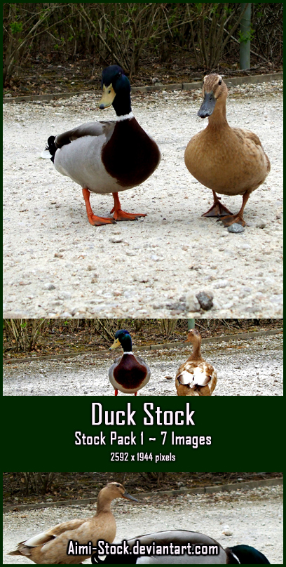 Duck Stock - Pack 1