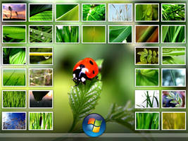 Vplants 11