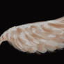 Free Stock Angel Wings