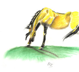 Grazing dun