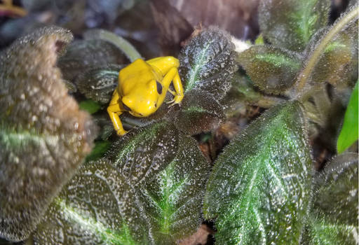 Poison Dart Frog 1