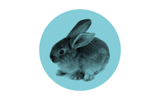 Minimalistic wallpaper, bunny