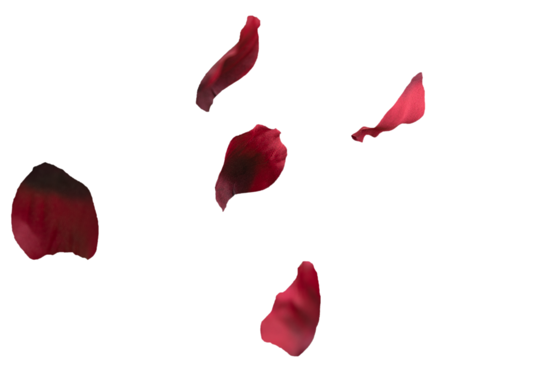 Petal Of Roses Overlay01 by loglikelihood on DeviantArt