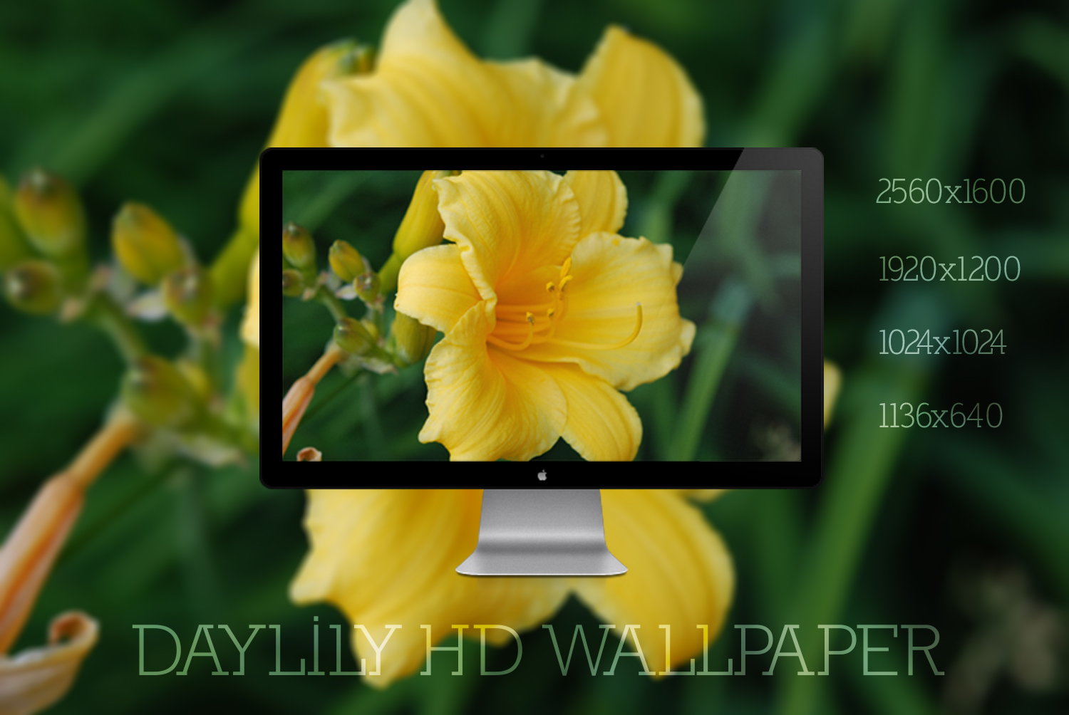 Daylily HD Widescreen