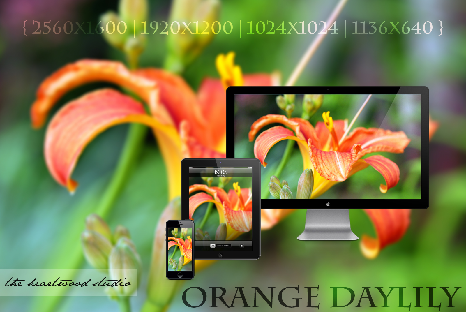 Orange Daylily HD Widescreen