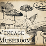 Vintage Mushroom brushes for photoshop (free!)