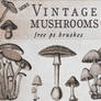 Vintage Mushrooms 2 brushes for photoshop