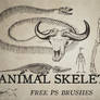 Vintage Animal Skeletons - free photoshop brushes