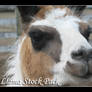 TerrorCookie: Llama Stock Pack