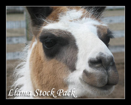 TerrorCookie: Llama Stock Pack