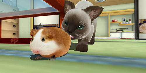 Guinea pig that is not a Hamster .: Download :.