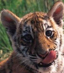 cute tiger cub