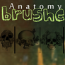 Skulls Anatomy Brushes :3