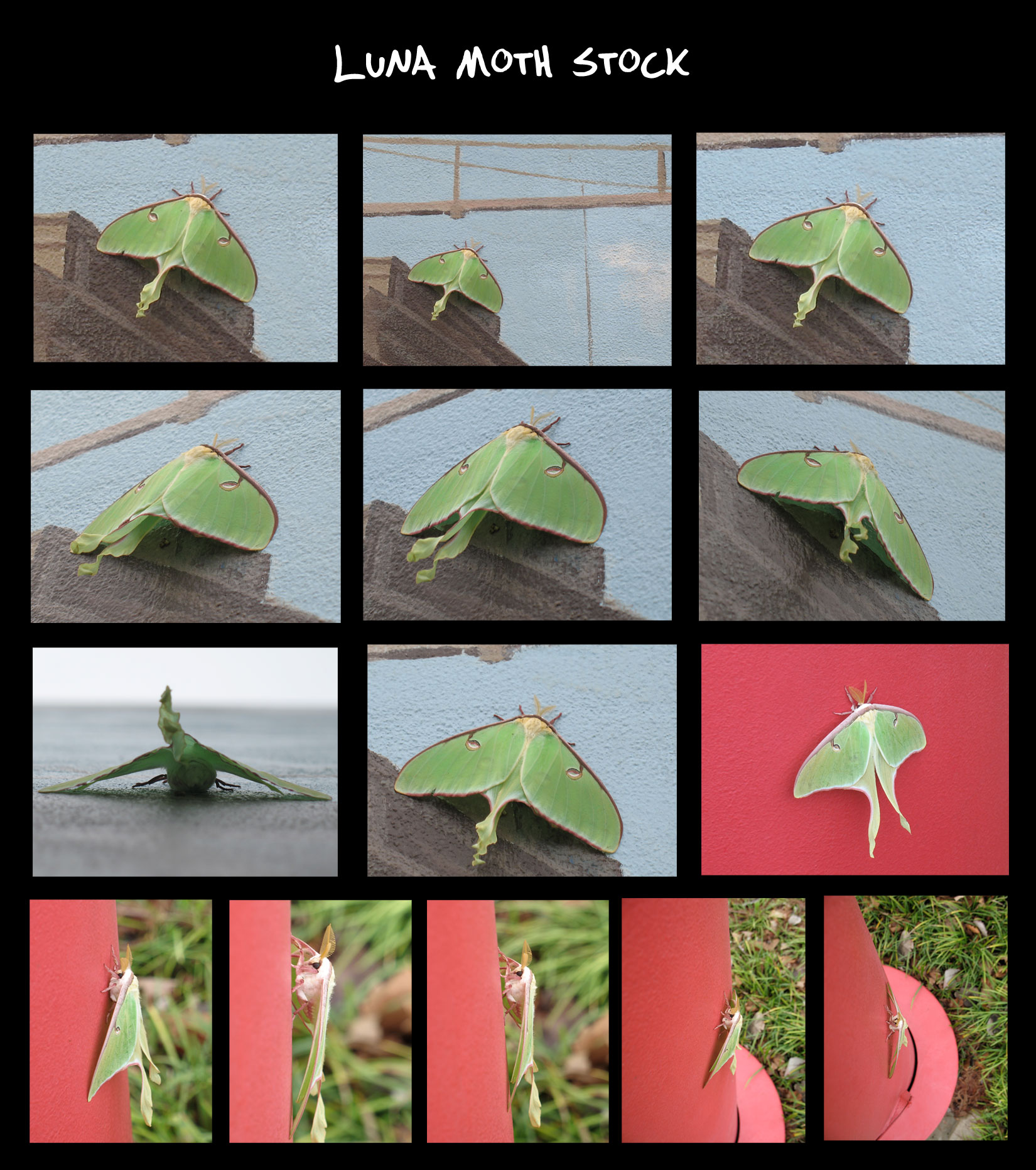 Luna Moth Stock