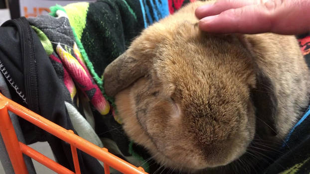 LagovulpesTheGentle User Profile | DeviantArt