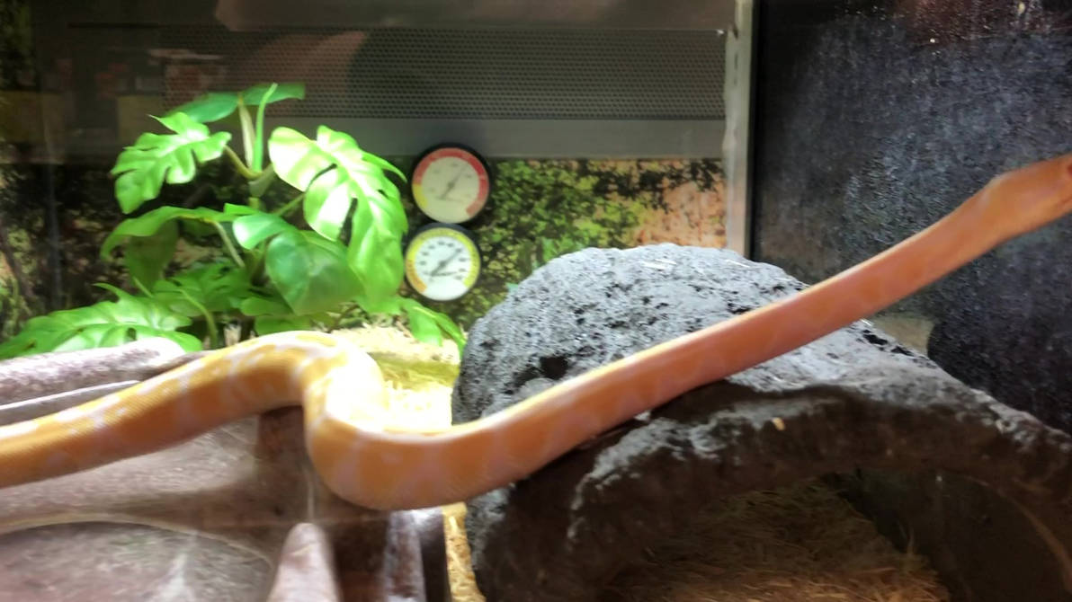 Albino little python on a swimming by LagovulpesTheGentle on DeviantArt