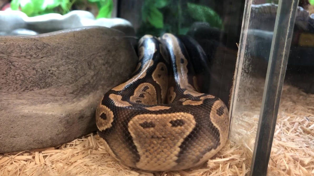 Mini Python 4 by LagovulpesTheGentle on DeviantArt