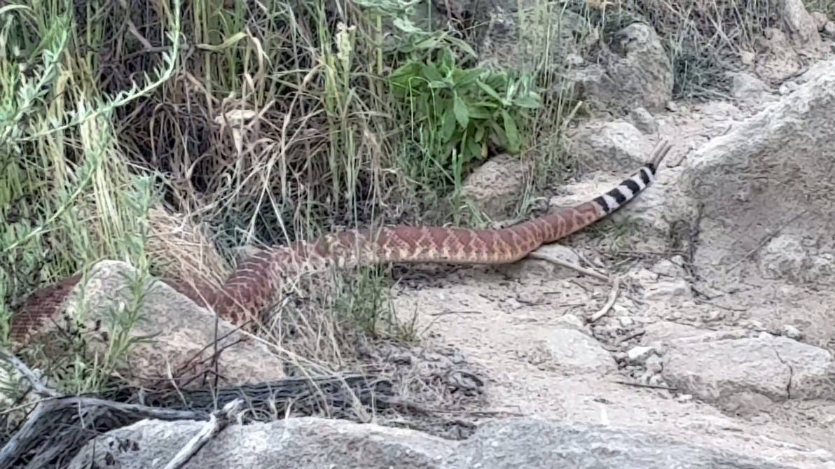 Red Rip Redal Snake The Red Diamond Back Rattlesnake by LagovulpesTheGentle on DeviantArt