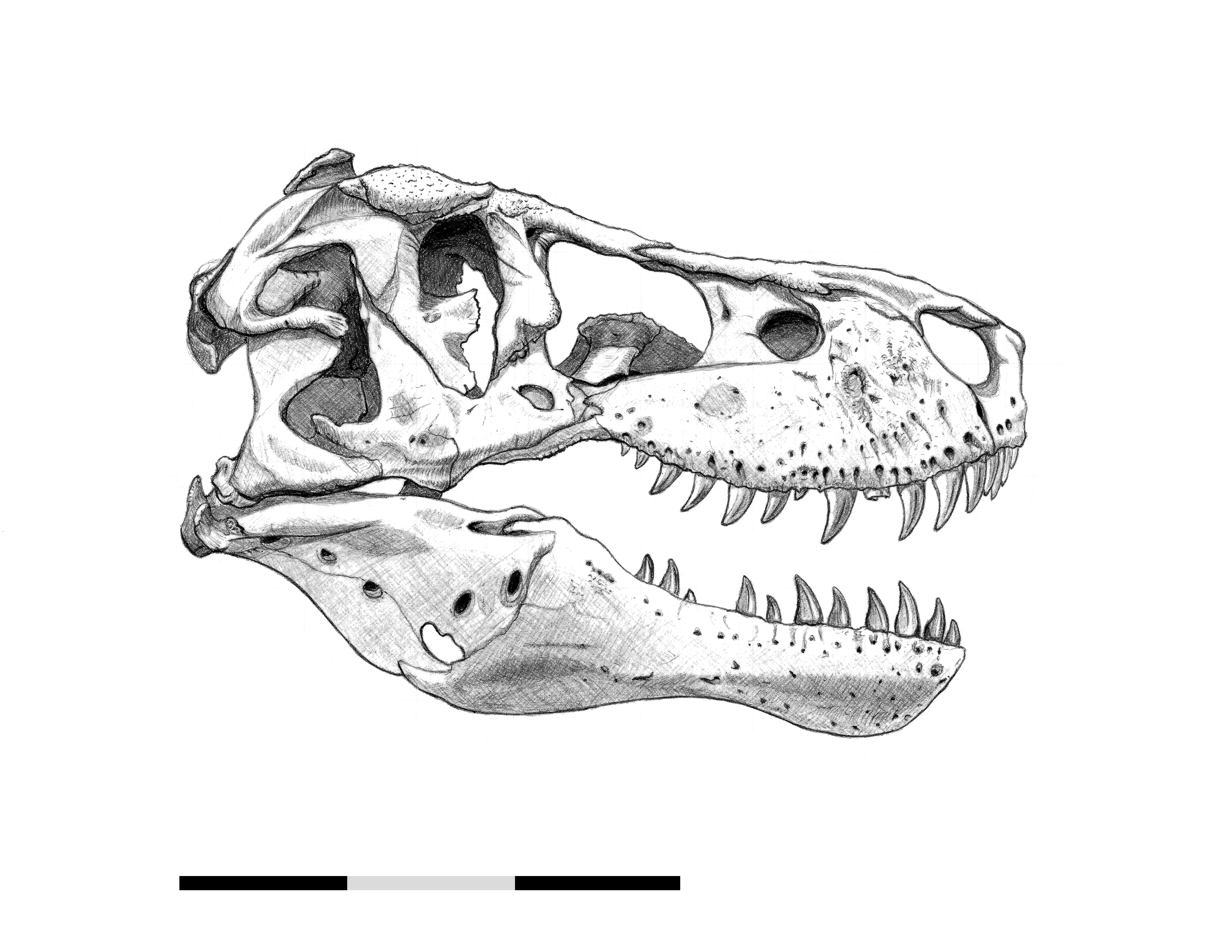 Tyrannosaurus Rex Sue Pr 2081 Right Lateral By Nwfonseca On