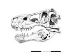 Tyrannosaurus Rex 'Sue' PR 2081 Right Lateral by nwfonseca on DeviantArt