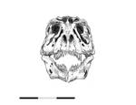 Tyrannosaurus Rex 'Sue' PR 2081 Right Lateral by nwfonseca on DeviantArt