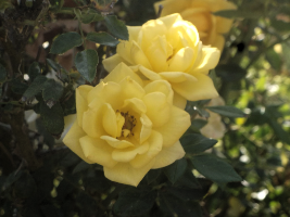 Yellow Roses