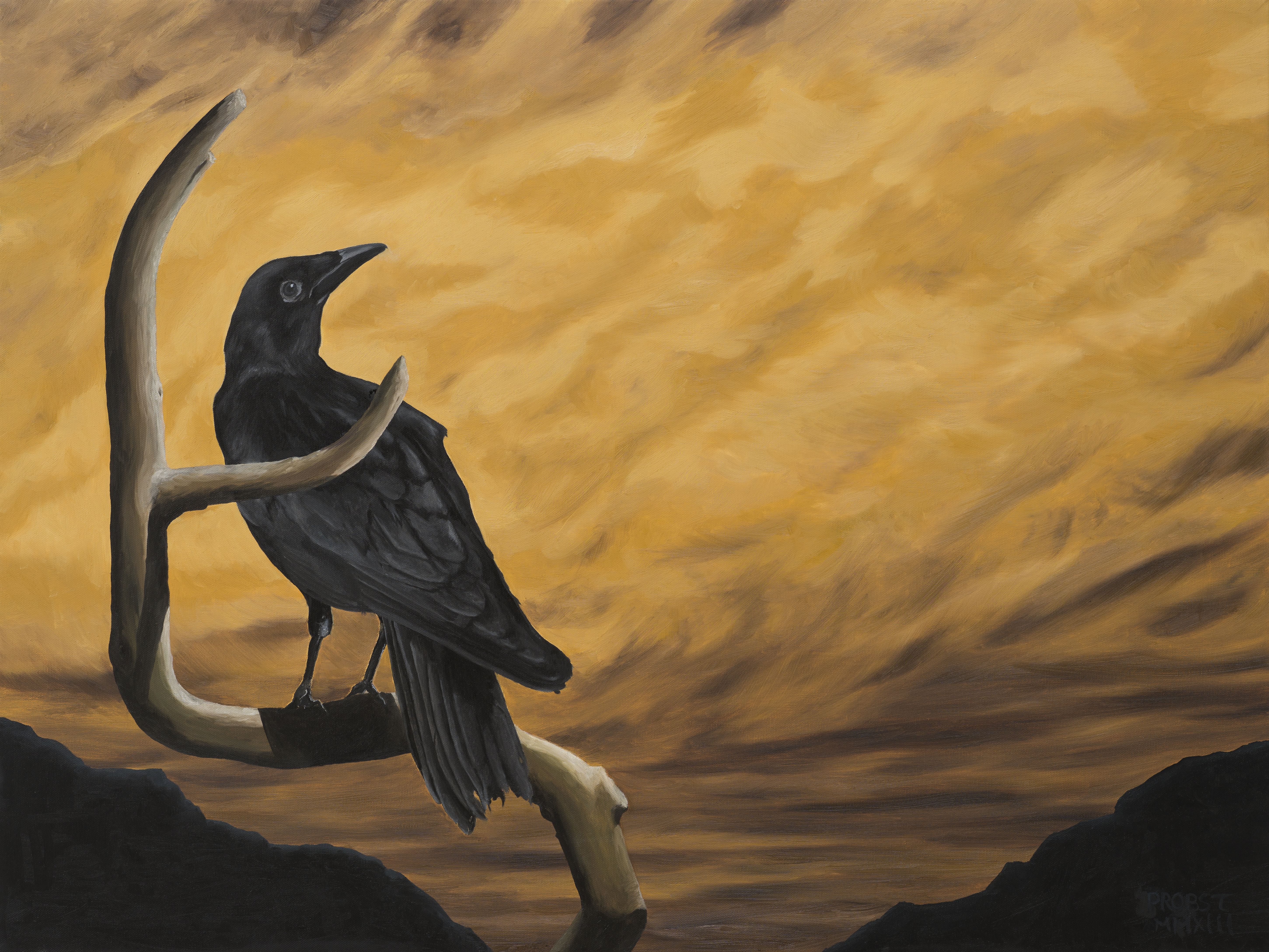 Crow Resting